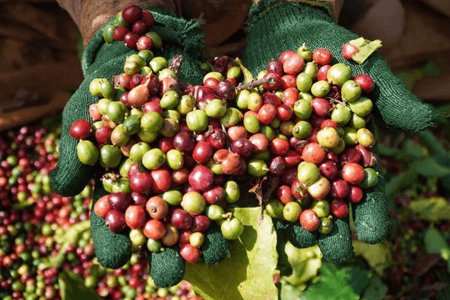 Giá cà phê hôm nay 20/7/2026: Ba địa phương chạm 98.000 đồng/kg, Brazil lo hụt 20% sản lượng
