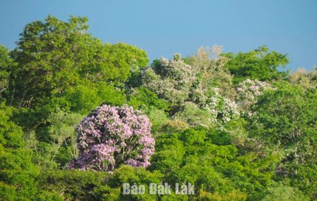 Gìn giữ vẻ đẹp rừng Ea Sô