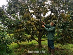Ea Ly phát triển vùng cây ăn quả, tạo động lực tăng trưởng