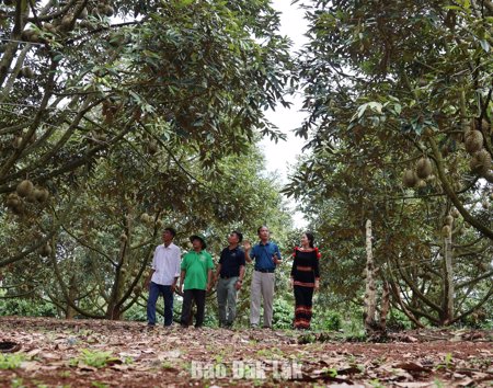 Đấu giá sản phẩm sầu riêng tại vườn: Bước chuyển từ bán nông sản sang bán giá trị