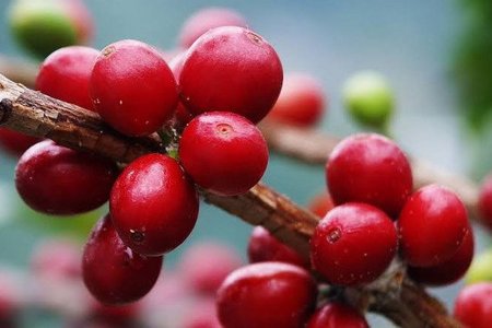 Giá cà phê hôm nay 28/7/2026: Hai vùng tăng 600 đồng/kg, cao nhất 96.600 đồng/kg