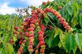 Giá cà phê hôm nay 29/7/2026: Tăng tới 2.000 đồng/kg, Lâm Đồng tăng mạnh nhất