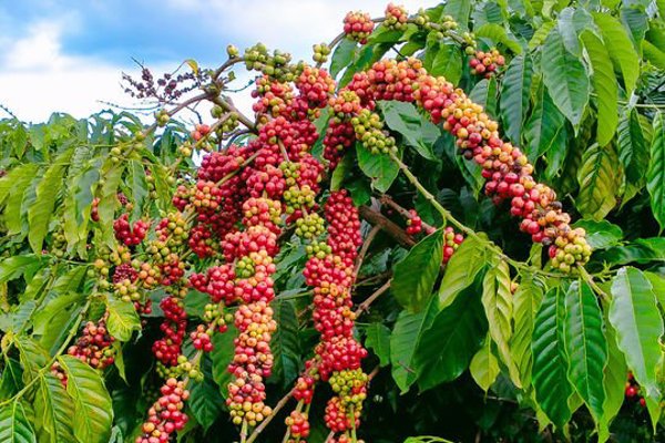 Giá cà phê hôm nay 29/7/2026: Tăng tới 2.000 đồng/kg, Lâm Đồng tăng mạnh nhất