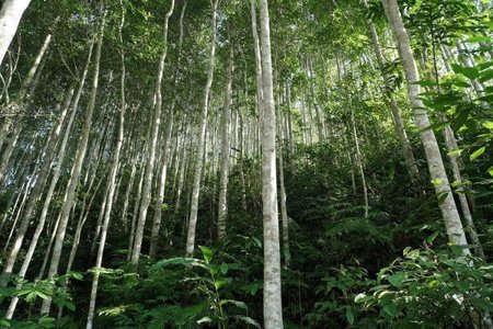 “Mỏ vàng” tín chỉ carbon chờ khai mở