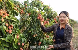 Cây vải khẳng định vị thế ở Ea Knốp