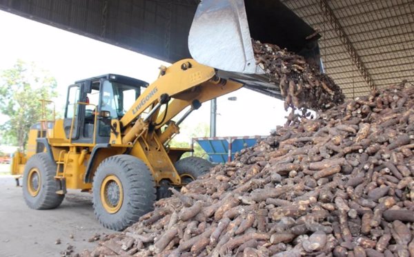 Phát triển vùng nguyên liệu cho xăng E10