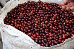 Giá cà phê hôm nay 30/7/2026: Tây Nguyên giảm tới 1.800 đồng/kg, Arabica mất 13,6 cent