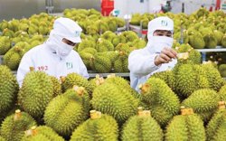 Ấn Độ chính thức mở cửa thị trường đối với sầu riêng tươi của Việt Nam