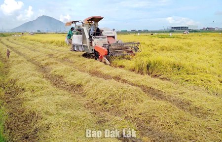 Tài nguyên từ phụ phẩm nông nghiệp