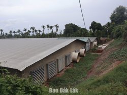 Sớm xử lý mùi hôi từ các trang trại chăn nuôi heo