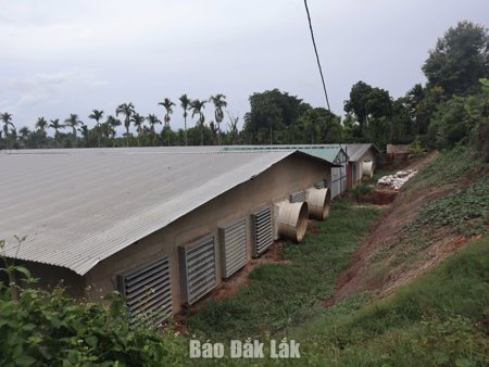 Sớm xử lý mùi hôi từ các trang trại chăn nuôi heo