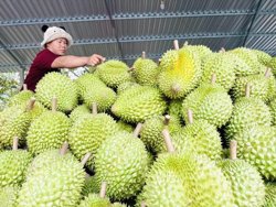 Doanh nghiệp xuất khẩu trái cây giảm áp lực về thời gian