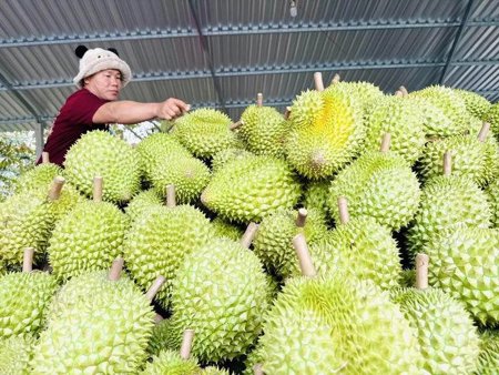 Doanh nghiệp xuất khẩu trái cây giảm áp lực về thời gian