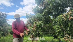 Đắk Lắk có 328 mã vùng trồng phục vụ xuất khẩu