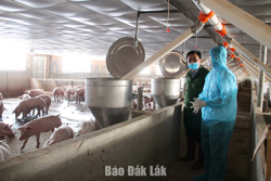 Đắk Lắk quy định mật độ chăn nuôi đến năm 2030 tối đa 1,5 đơn vị vật nuôi/ha