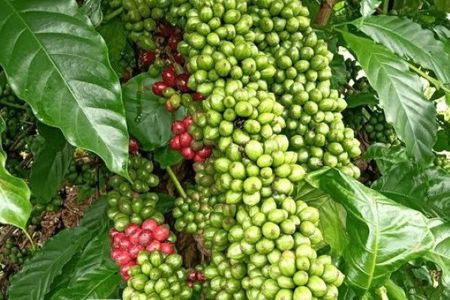Giá cà phê hôm nay 13/8/2026: Mỗi tấn cà phê mất tới 1 triệu đồng