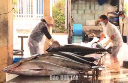 Tạo môi trường thuận lợi để kinh tế tập thể phát triển bền vững