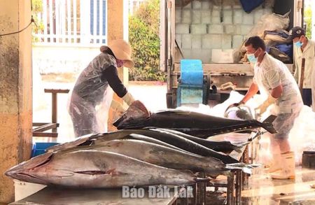 Tạo môi trường thuận lợi để kinh tế tập thể phát triển bền vững