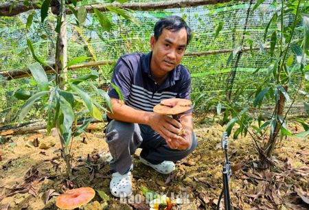 Triển vọng mô hình trồng nấm linh chi đỏ dưới tán rừng