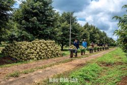 Lễ hội Sầu riêng Đắk Lắk năm 2026: Khởi đầu hành trình kết nối vươn xa