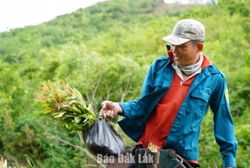 Sẵn sàng các phương án trồng rừng thay thế