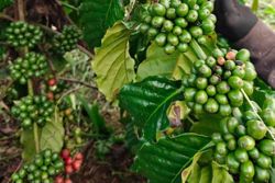 Giá cà phê hôm nay 18/8/2026: Tăng tới 400 đồng/kg, cao nhất 95.300 đồng/kg
