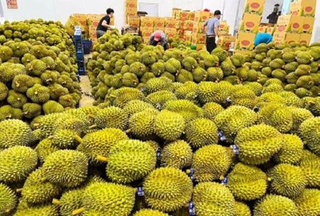 Xuất khẩu sầu riêng: Đứng trước cơ hội bứt phá