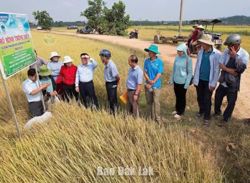 Nông dân bắt nhịp chuyển đổi số