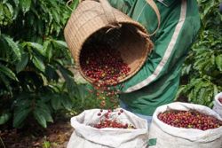 Giá cà phê hôm nay 19/8/2026: Đồng loạt tăng 1.500 đồng/kg, cao nhất 98.500 đồng/kg