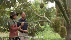 Nông dân Sơn Thành chú trọng chuyển đổi cây trồng