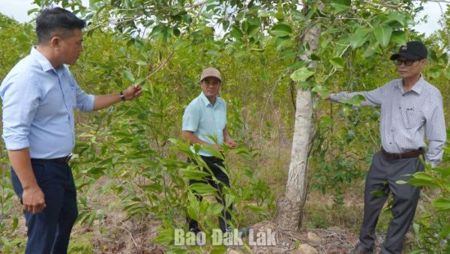 Công nhận cây trâm là cây có nguồn giống trồng lâm nghiệp
