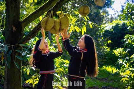 Sầu riêng Đắk Lắk: Tư duy mới, vị thế mới