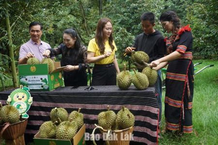 Xã Ea Knuếc: Tổ chức nhiều hoạt động sôi nổi hưởng ứng Lễ hội Sầu riêng Đắk Lắk năm 2026