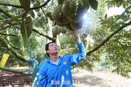 Đắk Lắk được cấp thêm gần 200 mã vùng trồng và mã cơ sở đóng gói sầu riêng xuất khẩu