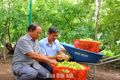 Thông tin “mở đường” cho nông dân Ea Wer làm giàu