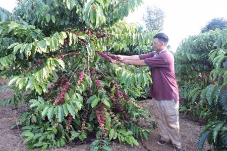 Xuất khẩu cà phê cuối năm dự báo tăng 8 đến 10%
