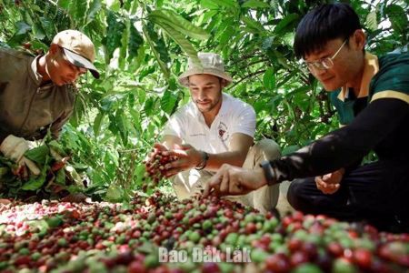 Nâng cao vị thế nông sản Đắk Lắk