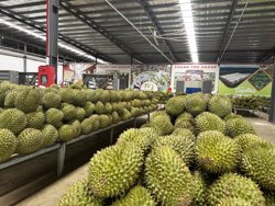 Xuất khẩu nông sản tăng tốc trong tháng 7, củng cố đà tăng trưởng cả năm