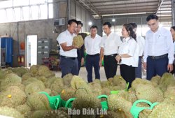 Sầu riêng Đắk Lắk trên hành trình vươn xa