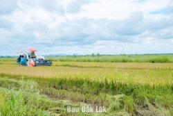 Mở đường cho nông nghiệp đa giá trị ở vùng biên