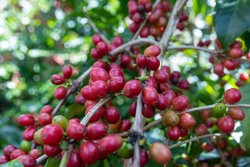 Giá cà phê hôm nay 5/8/2026: Tây Nguyên giữ mốc 96.000 – 96.500 đồng/kg, sàn quốc tế đồng loạt đi lên