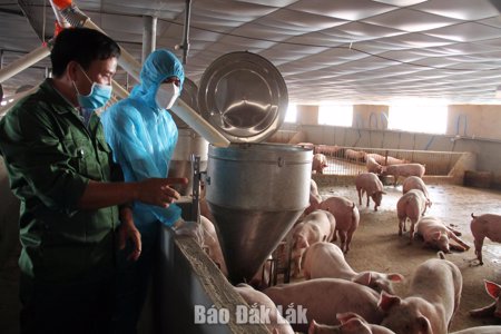 Nhiều thách thức trong phòng, chống dịch bệnh động vật trên cạn