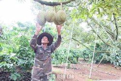 Đắk Lắk triển khai chiến dịch cao điểm "30 ngày đêm" số hóa dữ liệu vùng trồng sầu riêng