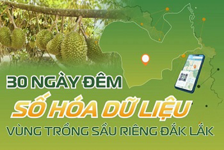  30 ngày đêm số hóa dữ liệu vùng trồng sầu riêng Đắk Lắk