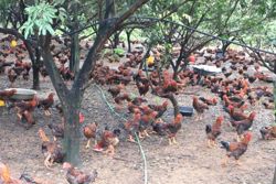 Nông nghiệp giảm phát thải: Yêu cầu cấp thiết từ chăn nuôi đến trồng trọt