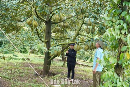 Xã Krông Búk: Từng bước khẳng định vị thế sầu riêng