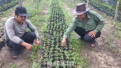 Kiểm soát cây giống từ gốc, nâng chất lượng rừng trồng