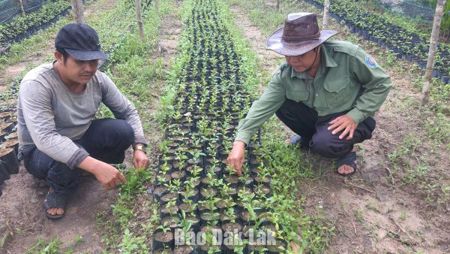 Kiểm soát cây giống từ gốc, nâng chất lượng rừng trồng