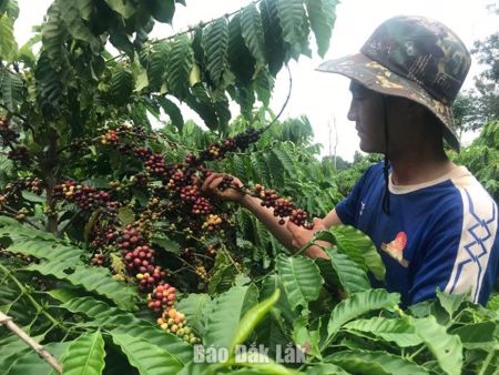 Xã Quảng Phú: Tập trung nguồn lực thực hiện mục tiêu tăng trưởng hai con số