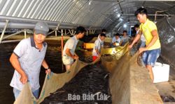 Hướng đi bền vững cho nghề nuôi cá chình bông